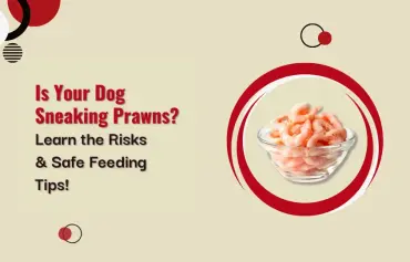 Can dogs eat prawns? How Much? Things to Avoid